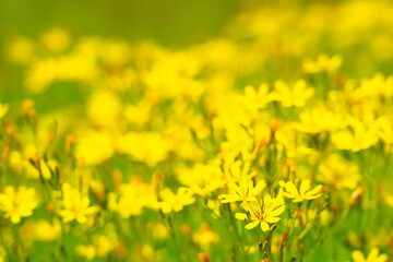 野に咲く花