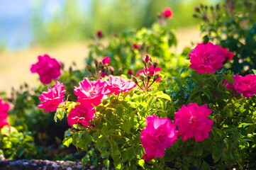 schöne rosa Blumen auf einer Wiese 