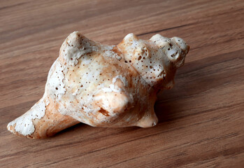 sea shell isolated on white