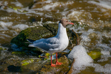 adult black-headed gull larus ridibundus hunts in a small mountain river.