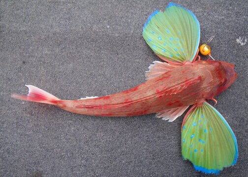 ひとつテンヤで釣ったホウボウ Bluefin searobin, 