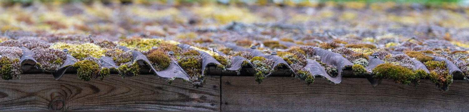 Panorama of the edge of the roof. green and yellow moss and algae on a slate roof. 