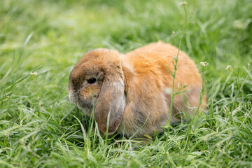 A cute red haired domestic rabbit is sitting on the green grass. Lop-eared breed.