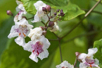 Fleurs Catalpa