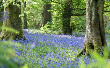 Undisturbed blanket of Bluebells between trees in Unity woods, Cornwall