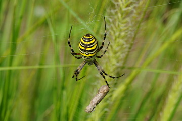 Wespenspinne (Argiope bruennichi) - Tigerspinne, Zebraspinne