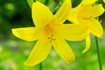 yellow flowers on green background