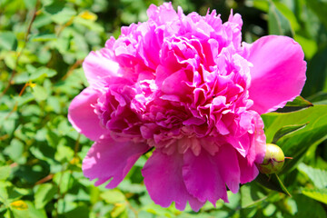pink and white flowers