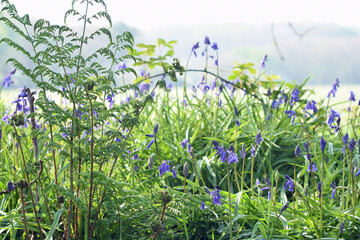 Bluebells, ferns and wildflowers in a cornish hedgerow