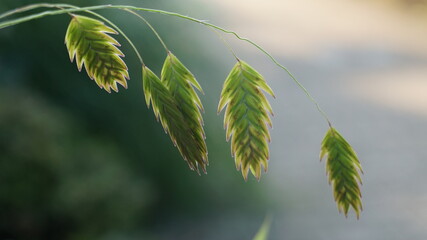 Plattähren-Gras (Chasmanthium latifolium) © Marek Bunse