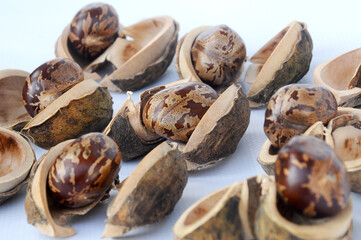 Rubber seed isolated on white background 
