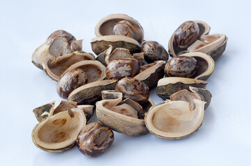 Rubber seed isolated on white background 
