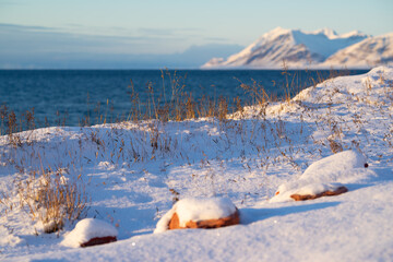 Grass in the snow and the fjord called "Grønfjord" on Spitsbergen.