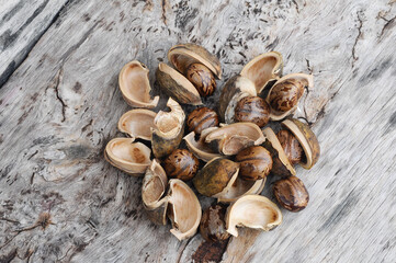 Rubber seed isolated on wood with texture background 

