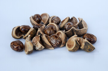 Rubber seed isolated on white background 

