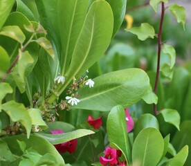 Obraz premium Green leaves in the garden