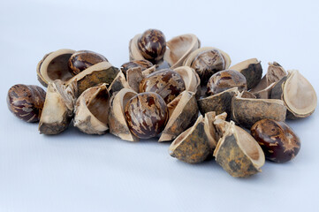 Rubber seed isolated on white background 
