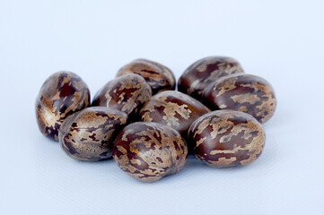 Rubber seed isolated on white background 
