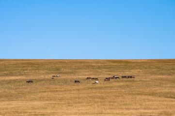 Herd of horses grazing on a hillside