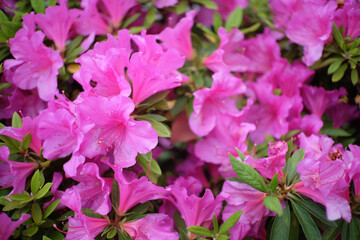 つつじ　Tsutsuji