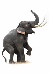 Poster Thaise olifant in actie show © anurak