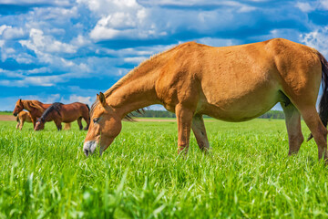 Naklejka na ściany i meble A horse grazes on the field. Photographed against the sky and clouds.