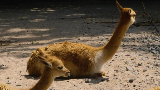 Close up of vicuna grown up boady