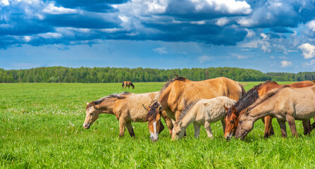 A horse grazes on the field. Photographed against the sky and clouds.