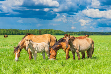 A horse grazes on the field. Photographed against the sky and clouds.