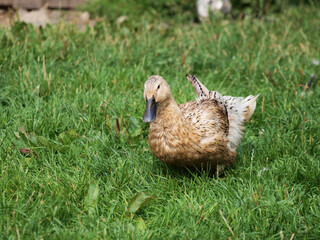(Anas Platyrhynchos Domesticus) Coureur indien, canard au plumage ornemental panaché, beige tacheté de blanc et brun ressemblant à une cane colvert