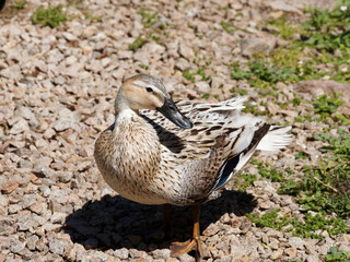 (Anas Platyrhynchos Domesticus) Coureur indien, canard au plumage ornemental panaché, beige...