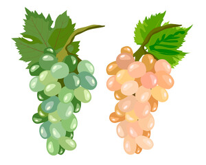 Vector set of illustrations with pink and green grapes with green leaves. Design for designing a menu in a restaurant and cafe, labels, packaging of wine and juice, printing cards and invitations