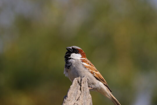 royalty free sparrow image, HD