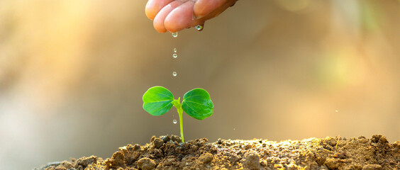 Environment day concept. Drop water on hand for growing tree. Protect the environment. Renewable energy for future. Global warming concept. Sustainable resources background for web banner. - obrazy, fototapety, plakaty
