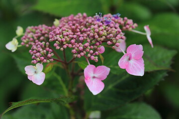 ガクアジサイのピンクの花