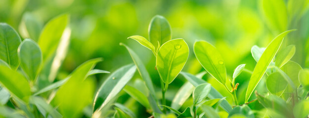 Green leaves background texture. Sunshine nature in garden. Blurred background for web banner.