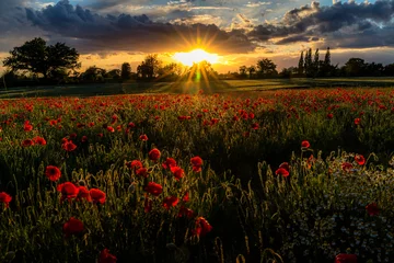 Rolgordijnen Poppy Field at Sunset © Geoff