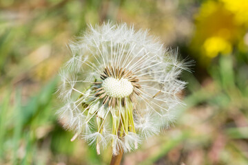 Close up of dandelion with white fluff seeds