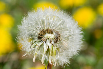 Close up of dandelion with white blowball fluff seeds