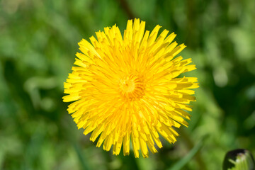Single yellow dandelion flower bloom in the green field at spring