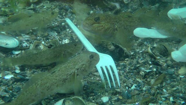 Plastic pollution: Goby fish among the plastic waste on the seabed, close-up.