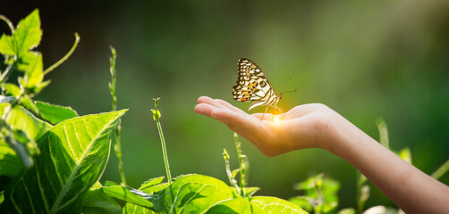 A butterfly on hand. Wildlife in nature or environment day concept. Earth day campaign protecting...