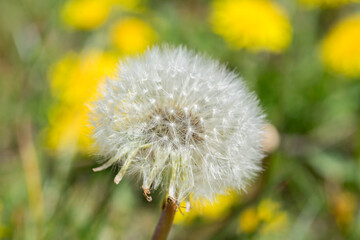 Close up view of dandelion blowball flower. Green and yellow background