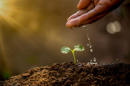 Earth day concept. Drop water on hand for growing tree. Protect the environment. Renewable energy for future. Global warming concept. Sustainable resources.