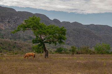 Fototapeta premium Horse and tree