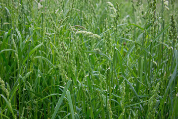 Field green grass with spikelets