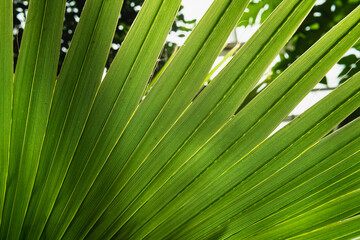 Palm leaf background