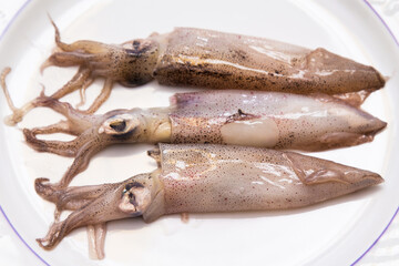 squid or cuttlefish on white plate