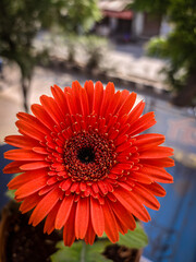 Red gerbera flower
