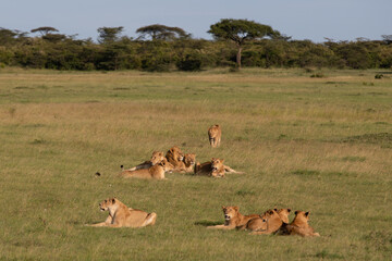 Safari in Kenya. Lions family in Masai Mara Park